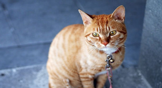 猫咪牵引绳要不要买