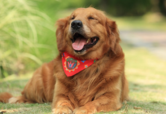 狗狗咳嗽几天好