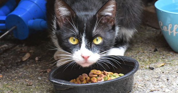 猫罐头拌猫粮好吗