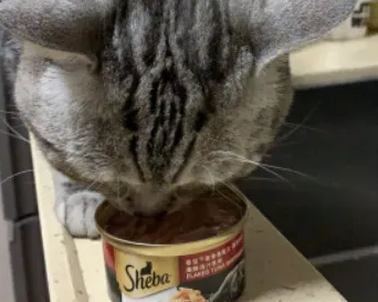 猫罐头哪个品牌的比较好