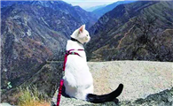 猫咪牵引绳长什么样