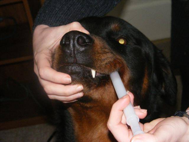 动物感冒用什么药