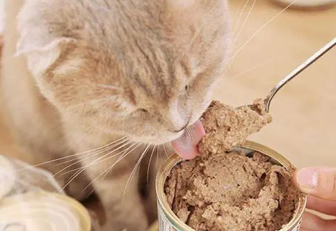 你知道什么样的猫罐头对猫咪更好吗? 你知道什么样的猫罐头对猫咪更好吗?