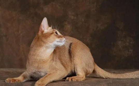 猫吃了益生菌，反而拉稀该怎么办？