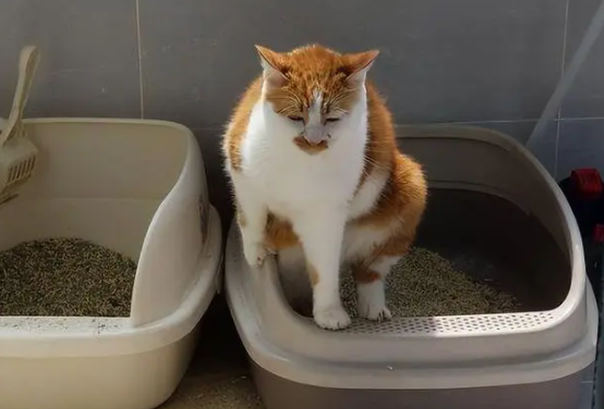 饲主教你：猫咪不会埋屎怎么办？