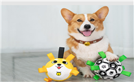 狗有什么玩具