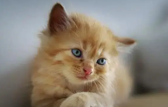 小猫几个月长得比较快?来get下吧 小猫几个月长得比较快?来get下吧