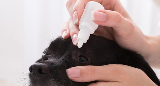 如何给狗滴眼药水