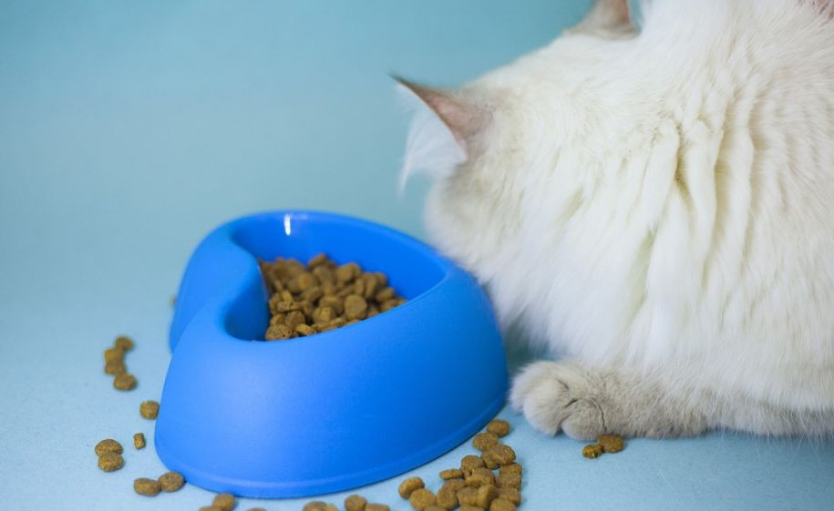 猫粮能掺着吃吗