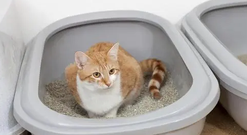 猫砂需要每天清理吗 猫砂需要每天清理吗