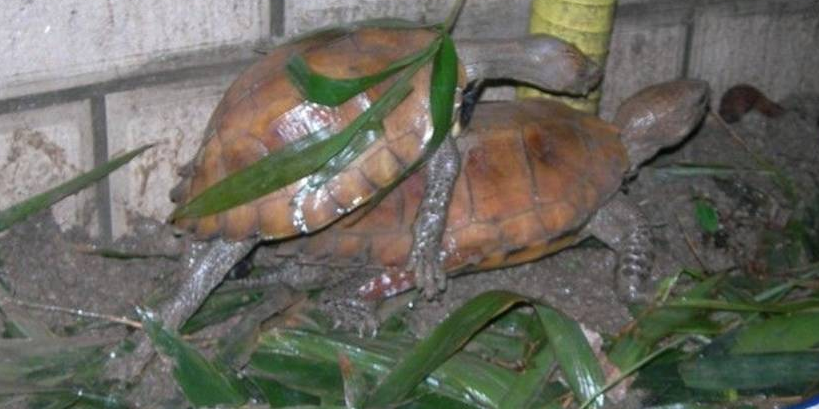 锯缘摄龟是保护动物吗?是的 锯缘摄龟是保护动物吗?是的