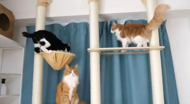 家里猫多最好买个猫爬架?这里面有什么说头呢 家里猫多最好买个猫爬架?这里面有什么说头呢