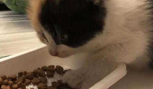 猫粮多少钱一袋正常价