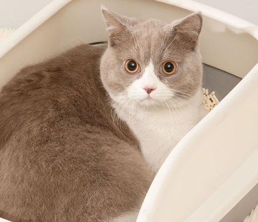 猫砂臭味怎么消除