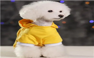 狗狗衣服在哪里买
