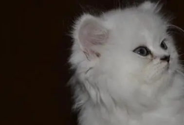 猫咪可以天天吃营养膏吗? 猫咪可以天天吃营养膏吗?