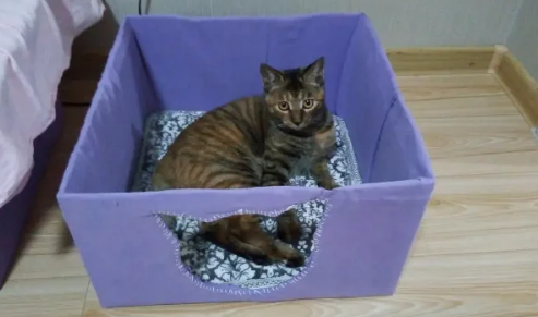 猫窝应该怎么做