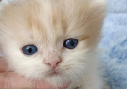 带你了解:猫咪眼睛变色的过程是咋样的? 带你了解:猫咪眼睛变色的过程是咋样的?
