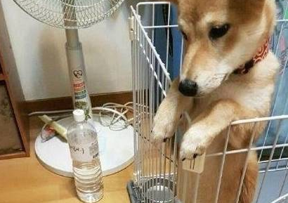 主人上厕所不关门,结果柴犬竟学会站着小便 主人上厕所不关门,结果柴犬竟学会站着小便