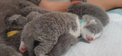 猫咪生产用纸箱好还是猫窝好 猫咪生产用纸箱好还是猫窝好