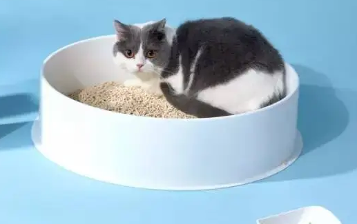 猫砂要买好的吗