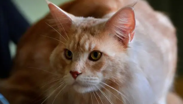 十大宠物猫排名