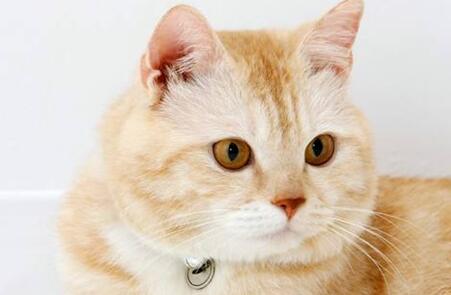 猫咪耳炎用人的药可以吗 猫咪耳炎用人的药可以吗