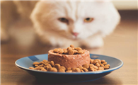 猫罐头用什么容器喂