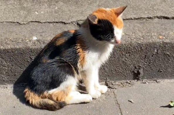 路边偶遇小猫,看清后才明白它活得有多艰难 路边偶遇小猫,看清后才明白它活得有多艰难