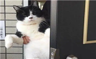 肠胃好的猫咪有哪些
