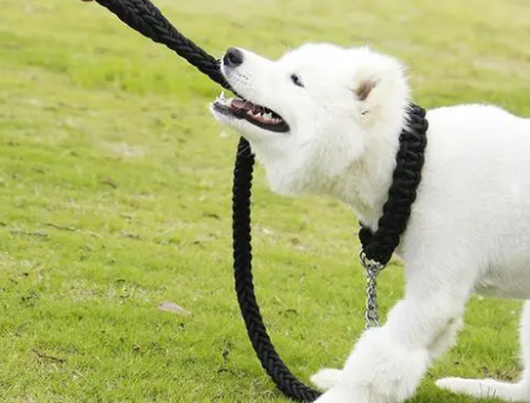 中型犬用什么牵引绳
