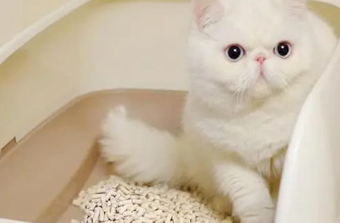 猫砂怎么消毒