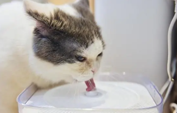 猫咪体内驱虫药什么牌子的好？一篇带你了解
