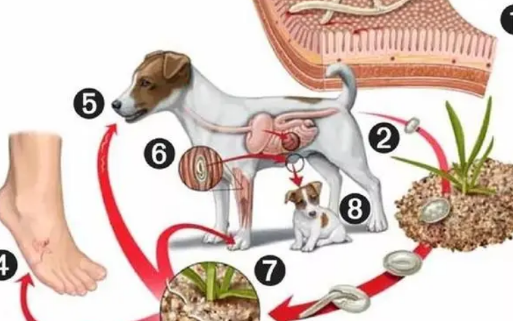 宠物驱虫知多少? 宠物驱虫知多少?