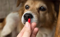 狗狗体内驱虫后几天可以洗澡
