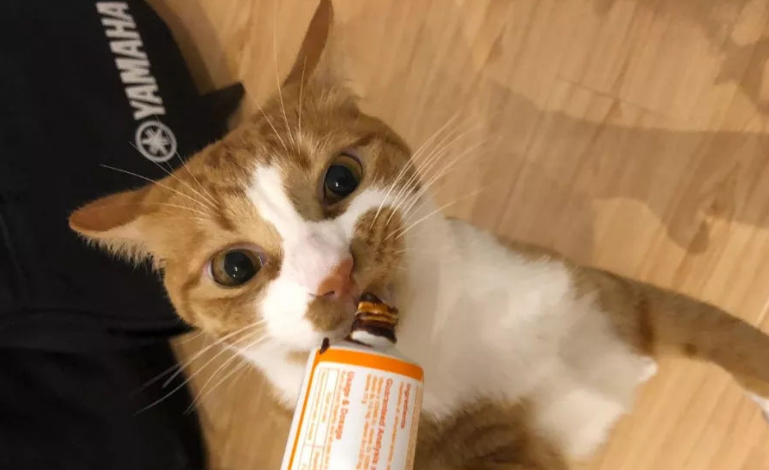 猫咪用什么营养膏