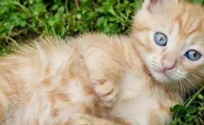 猫营养膏可以天天吃吗 猫营养膏可以天天吃吗
