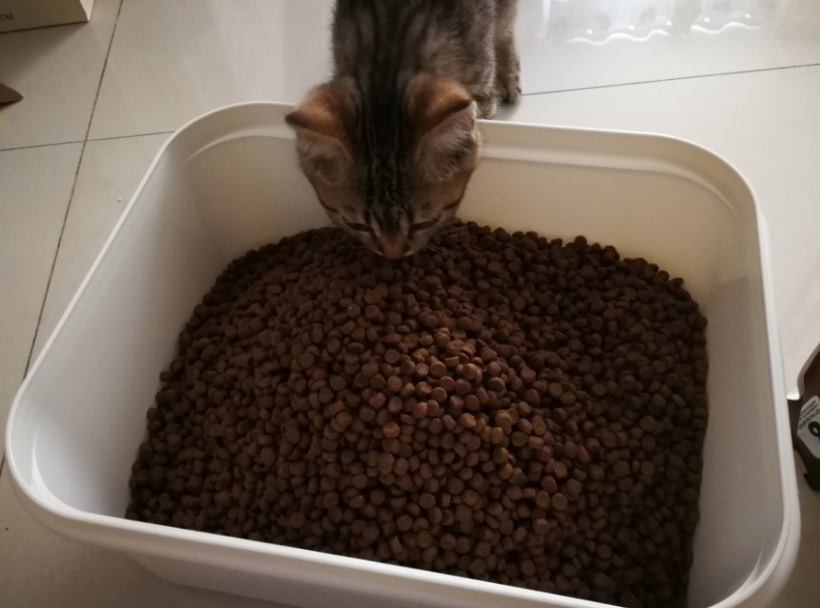 经济猫粮什么牌子好