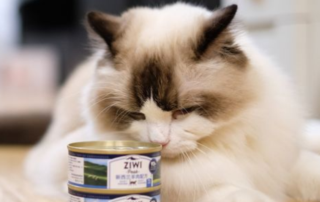 布偶猫可以吃猫罐头吗