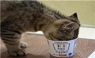 猫咪喝宠物酸奶有什么好处