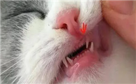 小猫什么时候长牙?你们知道吗?