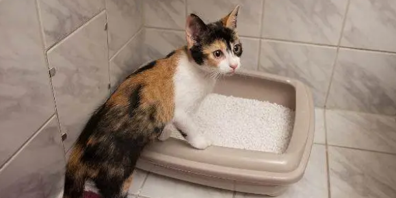 猫砂应该放哪里 猫砂应该放哪里