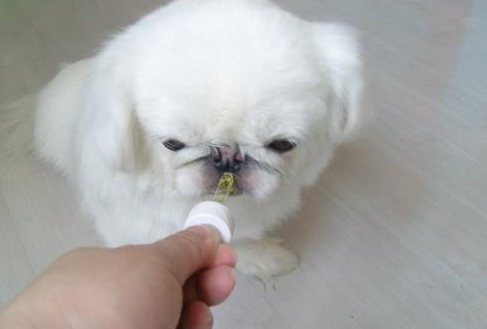 狗狗吃什么退烧药有效？主人一定要知道