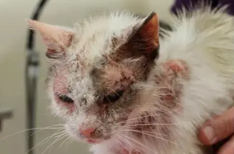 猫皮肤病用什么药最好？本文帮你解答！