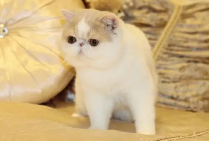 加菲猫图片真猫 加菲猫图片真猫