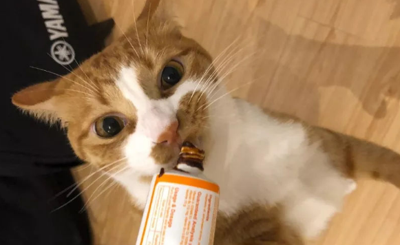 猫营养膏多少钱