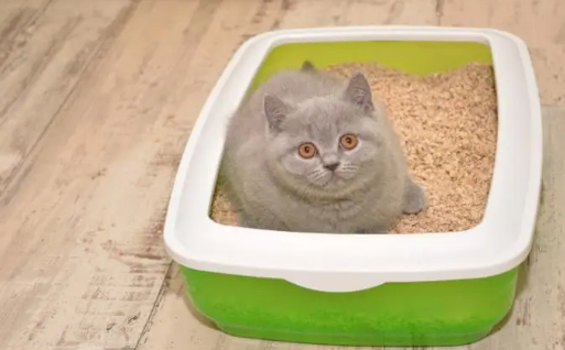 猫砂用哪种比较好用