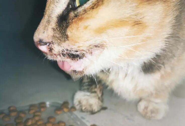 流浪猫口炎症状有哪些？来了解一下吧-宠物网