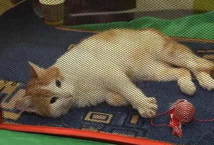 猫鼻支打干扰素有用吗 猫鼻支打干扰素有用吗