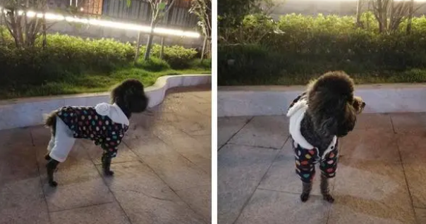 狗狗衣服多少钱 狗狗衣服多少钱